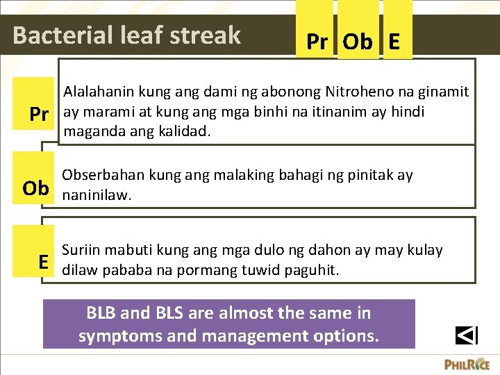 Bacterial leaf streak Pr Ob E Alalahanin kung ang dami ng abonong Nitroheno na