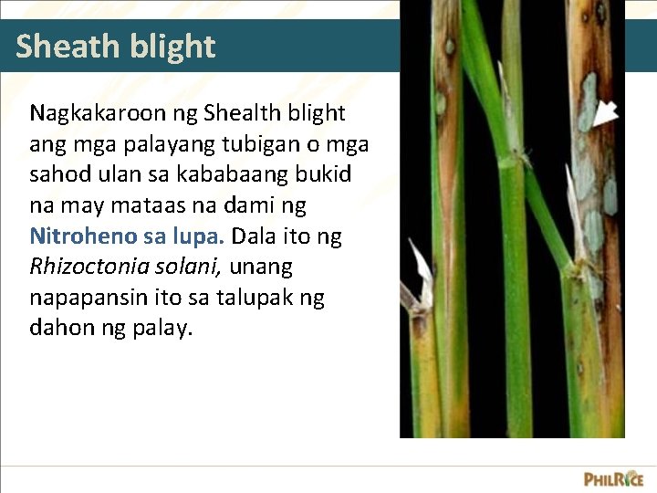 Sheath blight Nagkakaroon ng Shealth blight ang mga palayang tubigan o mga sahod ulan