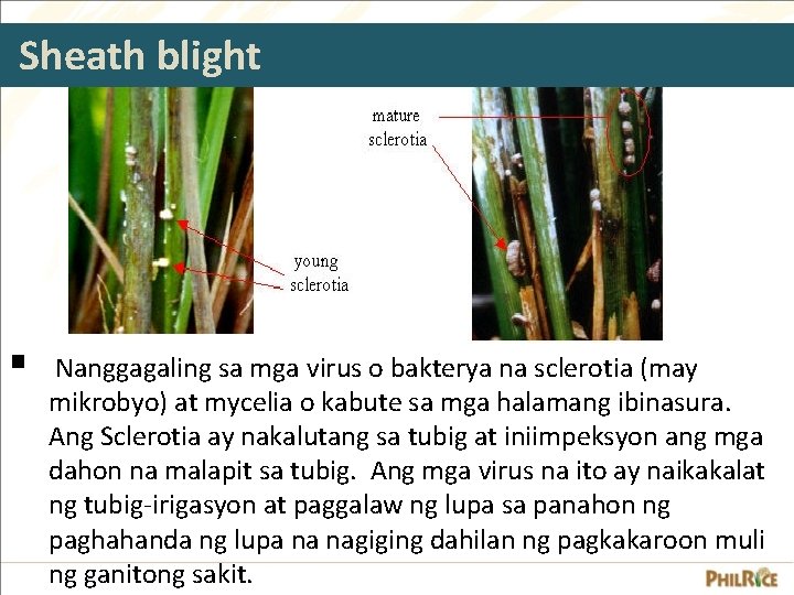 Sheath blight § Nanggagaling sa mga virus o bakterya na sclerotia (may mikrobyo) at