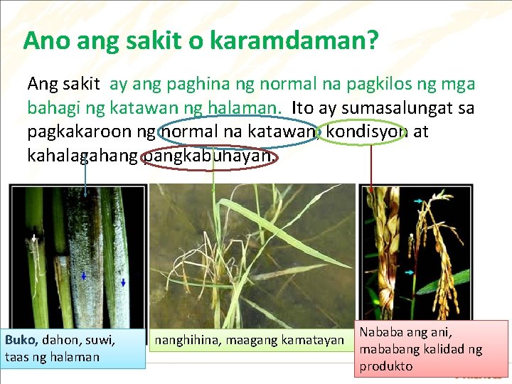 Ano ang sakit o karamdaman? Ang sakit ay ang paghina ng normal na pagkilos