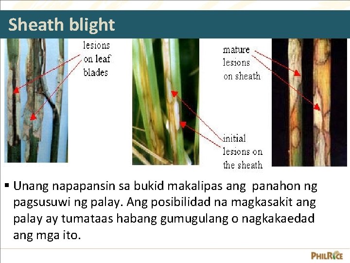 Sheath blight § Unang napapansin sa bukid makalipas ang panahon ng pagsusuwi ng palay.