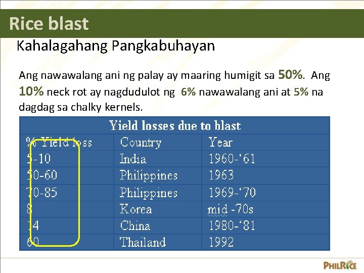 Rice blast Kahalagahang Pangkabuhayan Ang nawawalang ani ng palay ay maaring humigit sa 50%.