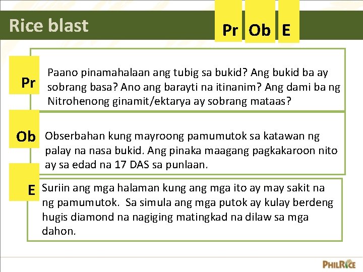 Rice blast Pr Ob E Paano pinamahalaan ang tubig sa bukid? Ang bukid ba