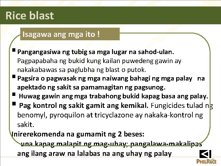 Rice blast Isagawa ang mga ito ! § Pangangasiwa ng tubig sa mga lugar