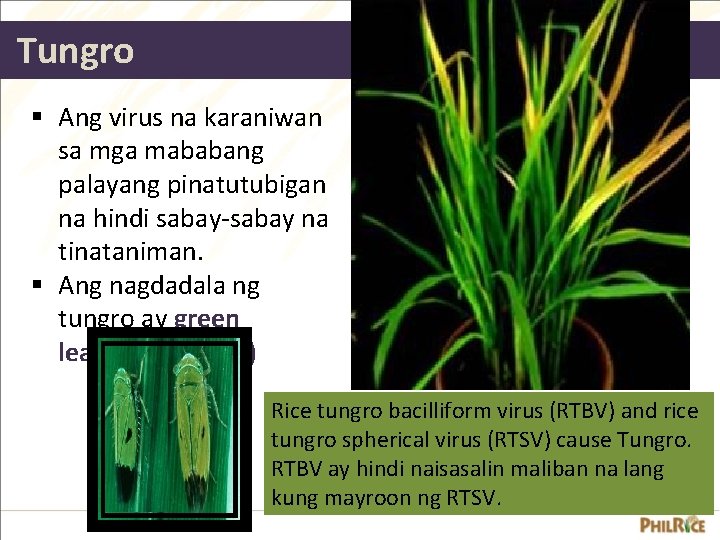 Tungro § Ang virus na karaniwan sa mga mababang palayang pinatutubigan na hindi sabay-sabay