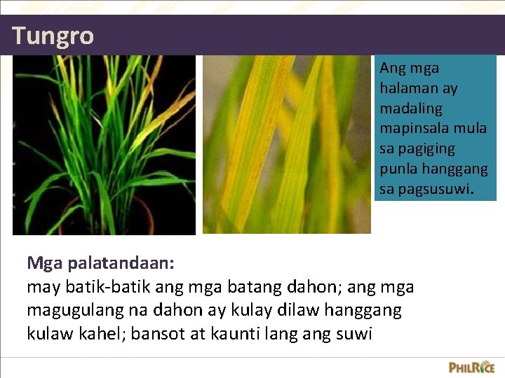 Tungro Ang mga halaman ay madaling mapinsala mula sa pagiging punla hanggang sa pagsusuwi.