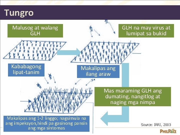 Tungro Malusog at walang GLH Kababagong lipat-tanim GLH na may virus at lumipat sa