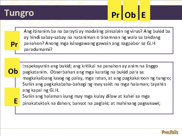 Tungro Pr Ob E Ang itinanim ba na barayti ay madaling pinsalain ng virus?