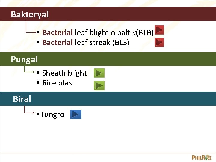 Bakteryal § Bacterial leaf blight o paltik(BLB) § Bacterial leaf streak (BLS) Pungal §