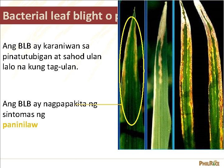 Bacterial leaf blight o paltik Ang BLB ay karaniwan sa pinatutubigan at sahod ulan