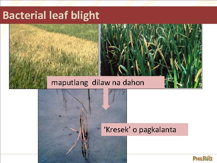 Bacterial leaf blight maputlang dilaw na dahon ‘Kresek’ o pagkalanta 