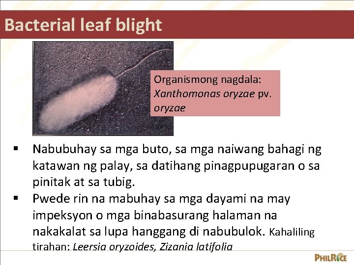 Bacterial leaf blight Organismong nagdala: Xanthomonas oryzae pv. oryzae § Nabubuhay sa mga buto,