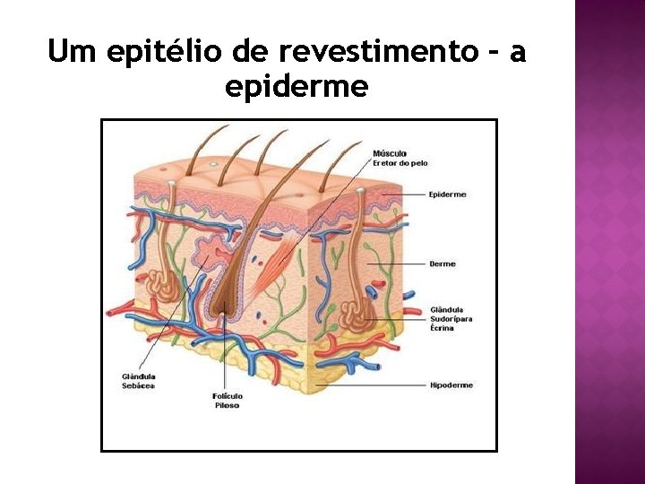 Um epitélio de revestimento – a epiderme 