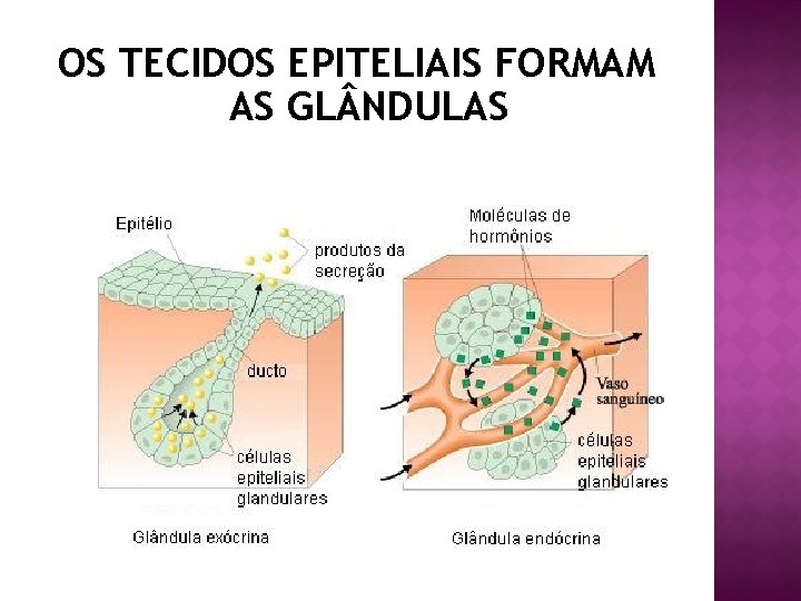 OS TECIDOS EPITELIAIS FORMAM AS GL NDULAS 