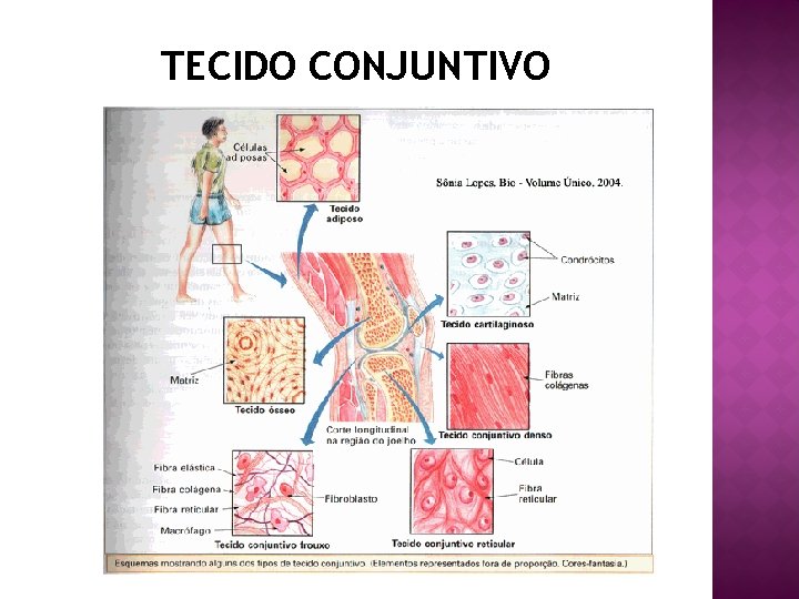 TECIDO CONJUNTIVO 