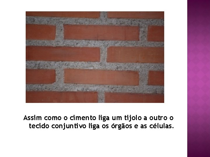 Assim como o cimento liga um tijolo a outro o tecido conjuntivo liga os