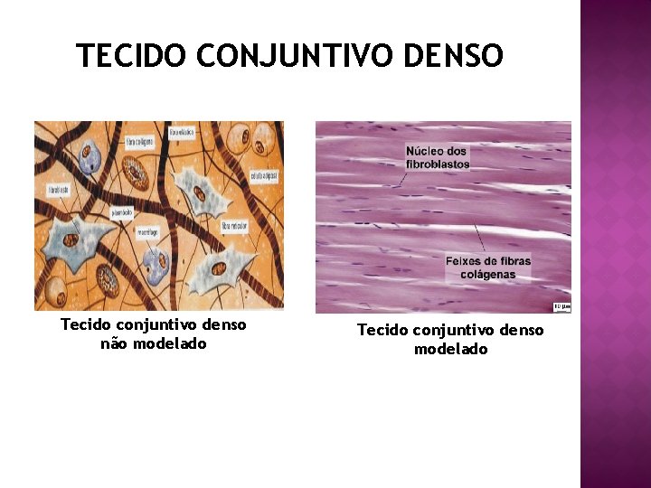 TECIDO CONJUNTIVO DENSO Tecido conjuntivo denso não modelado Tecido conjuntivo denso modelado 