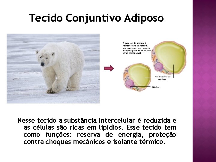 Tecido Conjuntivo Adiposo Nesse tecido a substância intercelular é reduzida e as células são