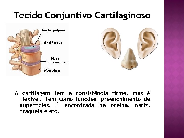 Tecido Conjuntivo Cartilaginoso A cartilagem tem a consistência firme, mas é flexível. Tem como