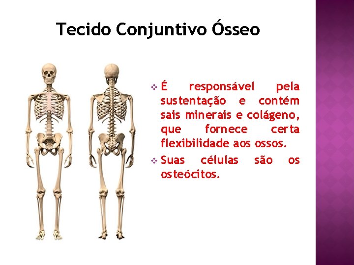 Tecido Conjuntivo Ósseo É responsável pela sustentação e contém sais minerais e colágeno, que