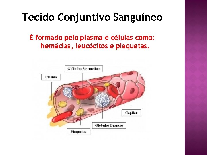 Tecido Conjuntivo Sanguíneo È formado pelo plasma e células como: hemácias, leucócitos e plaquetas.