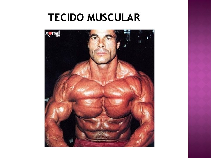 TECIDO MUSCULAR 