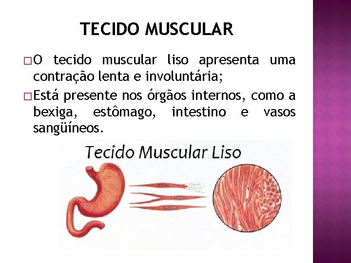TECIDO MUSCULAR �O tecido muscular liso apresenta uma contração lenta e involuntária; � Está