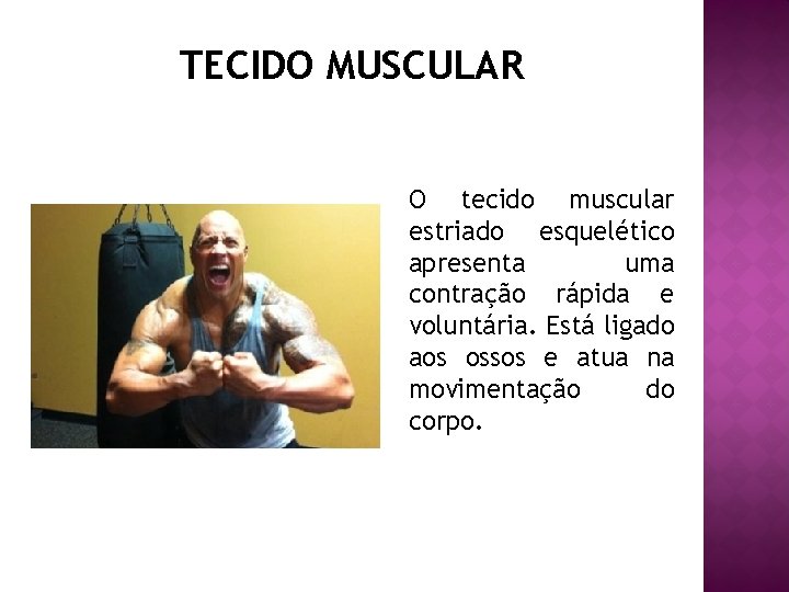 TECIDO MUSCULAR O tecido muscular estriado esquelético apresenta uma contração rápida e voluntária. Está