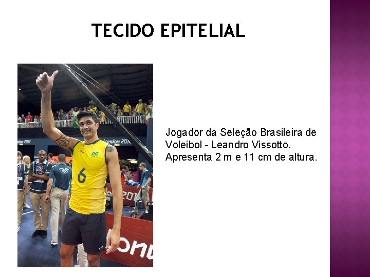 TECIDO EPITELIAL Jogador da Seleção Brasileira de Voleibol - Leandro Vissotto. Apresenta 2 m