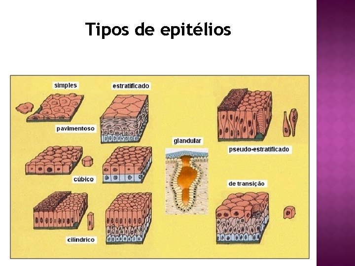 Tipos de epitélios 