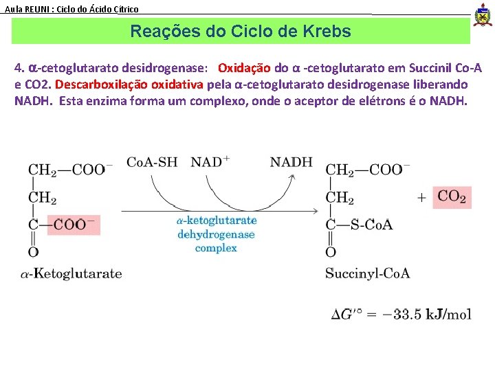 Aula REUNI : Ciclo do Ácido Cítrico Reações do Ciclo de Krebs 4. a-cetoglutarato