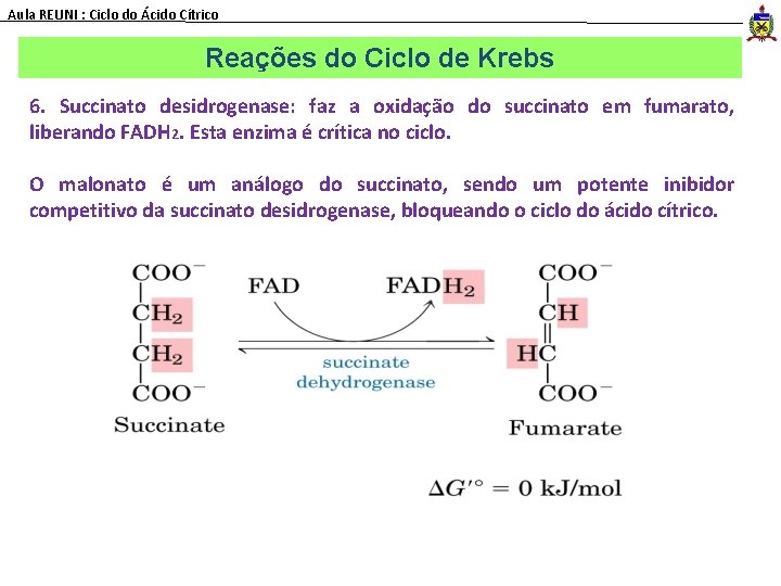 Aula REUNI : Ciclo do Ácido Cítrico Reações do Ciclo de Krebs 6. Succinato