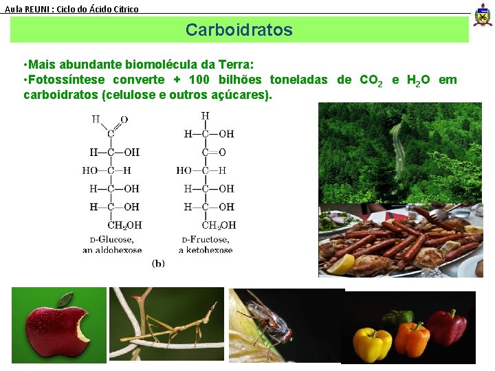 Aula REUNI : Ciclo do Ácido Cítrico Carboidratos • Mais abundante biomolécula da Terra: