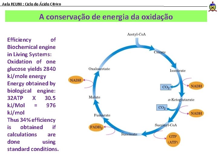Aula REUNI : Ciclo do Ácido Cítrico A conservação de energia da oxidação Efficiency
