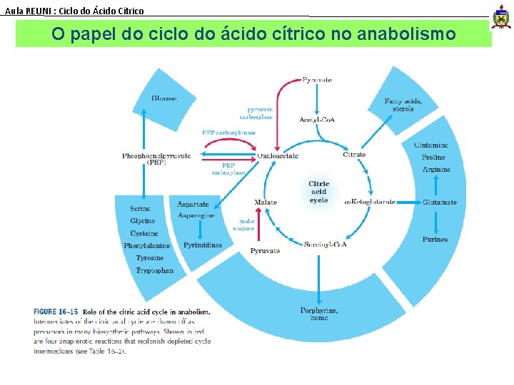 Aula REUNI : Ciclo do Ácido Cítrico O papel do ciclo do ácido cítrico