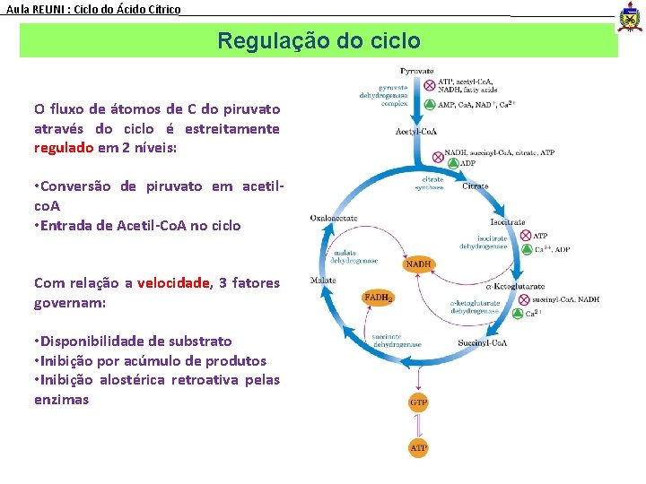 Aula REUNI : Ciclo do Ácido Cítrico Regulação do ciclo O fluxo de átomos