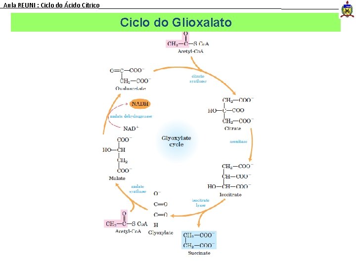 Aula REUNI : Ciclo do Ácido Cítrico Ciclo do Glioxalato 