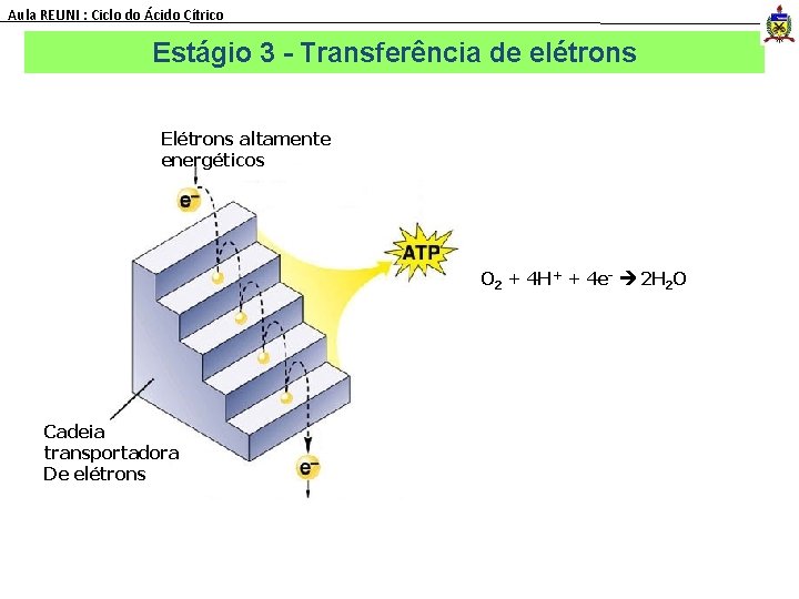 Aula REUNI : Ciclo do Ácido Cítrico Estágio 3 - Transferência de elétrons Elétrons