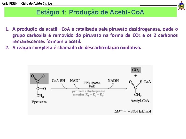 Aula REUNI : Ciclo do Ácido Cítrico Estágio 1: Produção de Acetil- Co. A