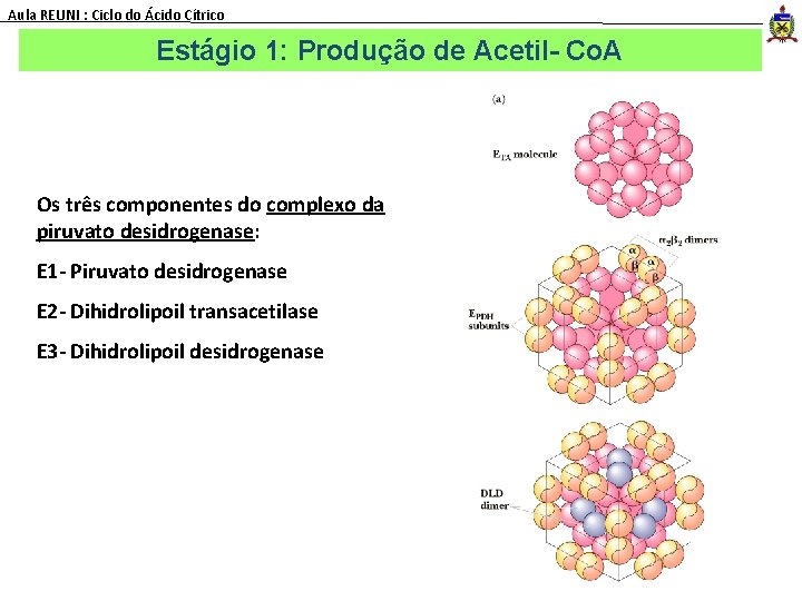 Aula REUNI : Ciclo do Ácido Cítrico Estágio 1: Produção de Acetil- Co. A