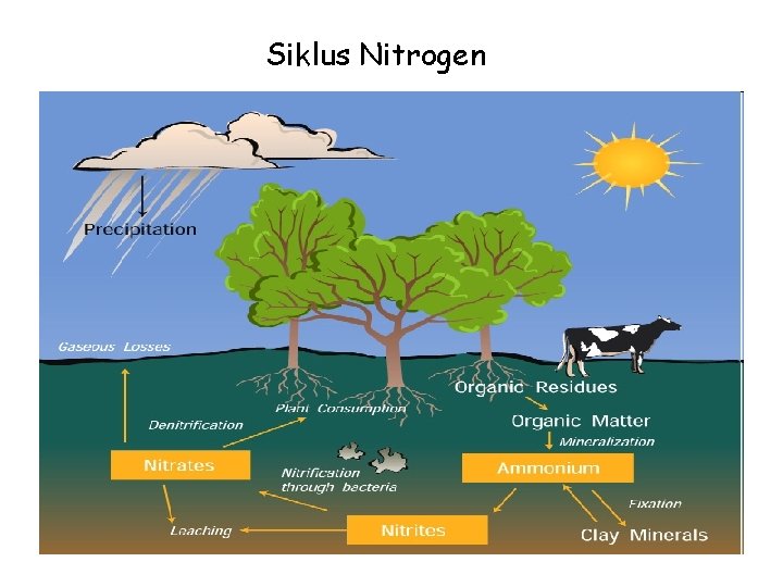 Siklus Nitrogen 