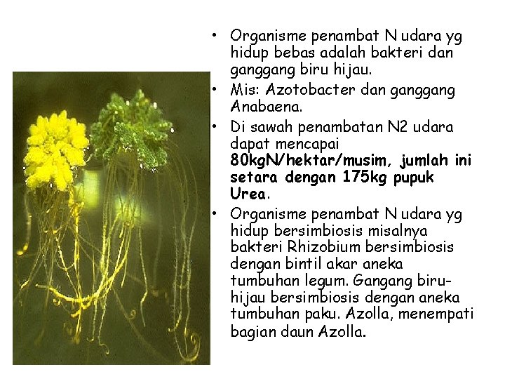  • Organisme penambat N udara yg hidup bebas adalah bakteri dan gang biru