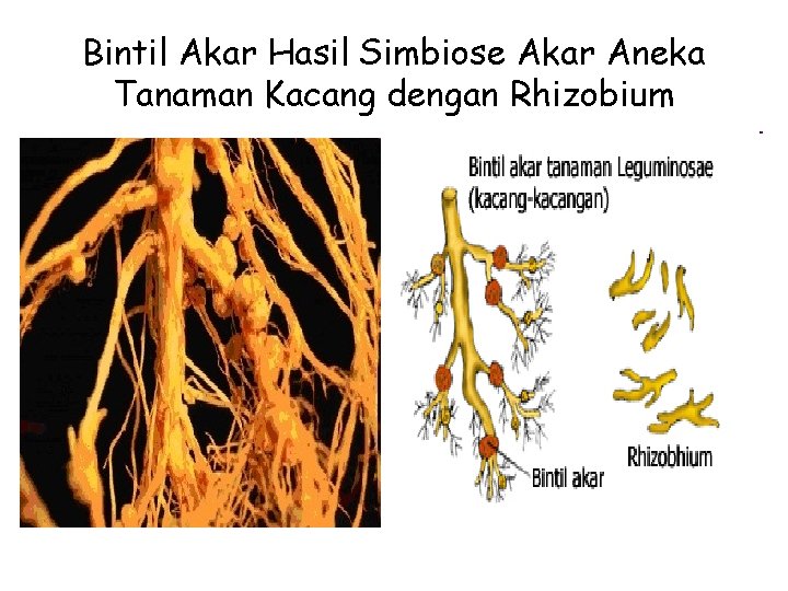 Bintil Akar Hasil Simbiose Akar Aneka Tanaman Kacang dengan Rhizobium 