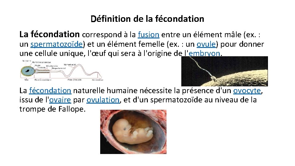 Définition de la fécondation La fécondation correspond à la fusion entre un élément mâle