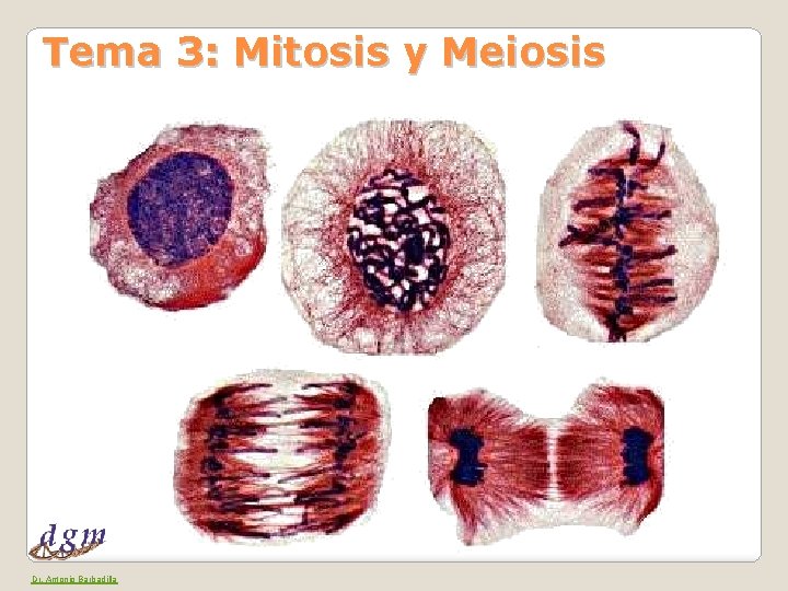 Tema 3: Mitosis y Meiosis Dr. Antonio Barbadilla 