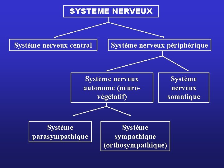 SYSTEME NERVEUX Système nerveux central Système nerveux périphérique Système nerveux autonome (neurovégétatif) Système parasympathique