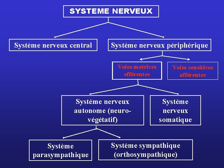 SYSTEME NERVEUX Système nerveux central Système nerveux périphérique Voies motrices efférentes Système nerveux autonome