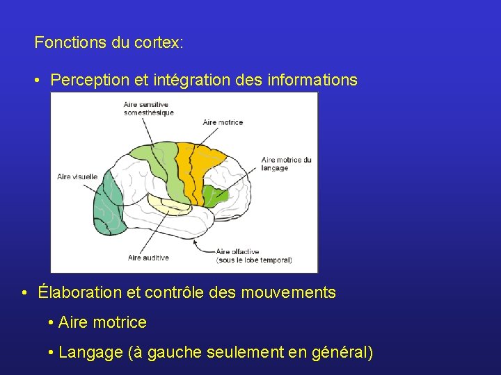 Fonctions du cortex: • Perception et intégration des informations • Élaboration et contrôle des