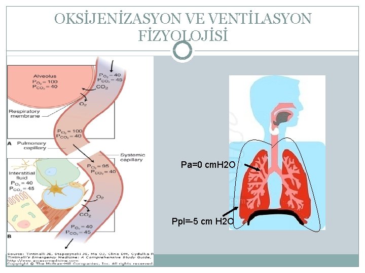 OKSİJENİZASYON VE VENTİLASYON FİZYOLOJİSİ Pa=0 cm. H 2 O Ppl=-5 cm H 2 O