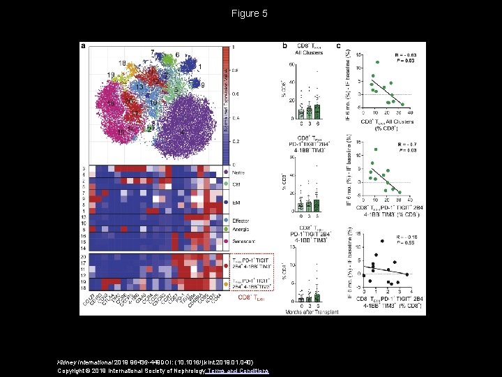 Figure 5 Kidney International 2019 96436 -449 DOI: (10. 1016/j. kint. 2019. 01. 040)